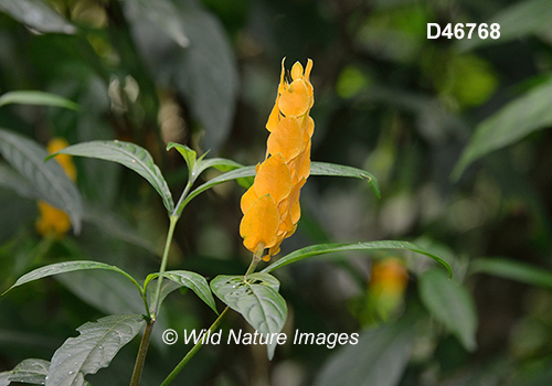 Pachystachys lutea